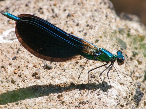 Calopteryx splendens