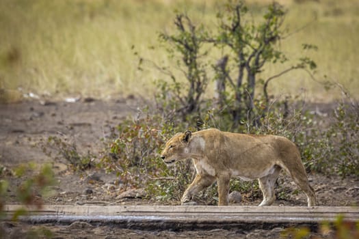 African lioness walking along waterhole in Kruger National park, South Africa ; Specie Panthera leo family of Felidae