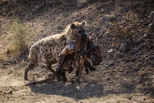Spotted hyaena carrying rest of impala prey in Kruger National park, South Africa ; Specie Crocuta crocuta family of Hyaenidae