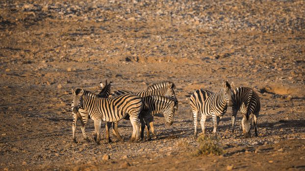 Small group of Plains zebras at dawn on riverbank in Kruger National park, South Africa ; Specie Equus quagga burchellii family of Equidae