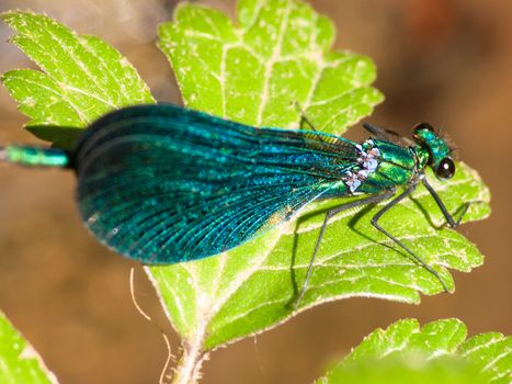 Calopteryx splendens