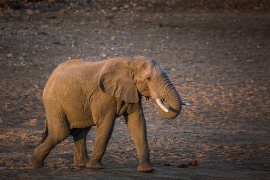 African bush elephant walking on riverbank in Kruger National park, South Africa ; Specie Loxodonta africana family of Elephantidae