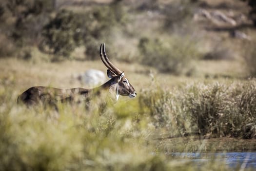 Common Waterbuck male in blur foreground in Kruger National park, South Africa ; Specie Kobus ellipsiprymnus family of Bovidae