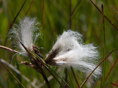 linaigrette
