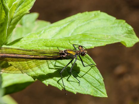 Calopteryx splendens