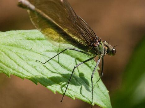 Calopteryx splendens
