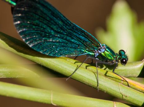 Calopteryx splendens