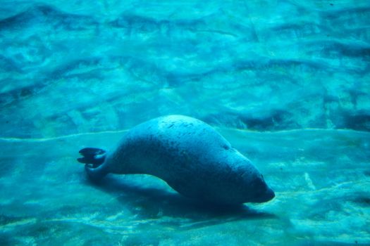 Solitary sea seal in the ocean, solitary, rocks, submerged