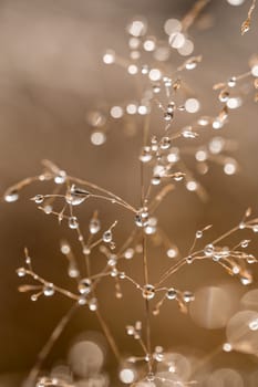 Close up of dry grass with drops