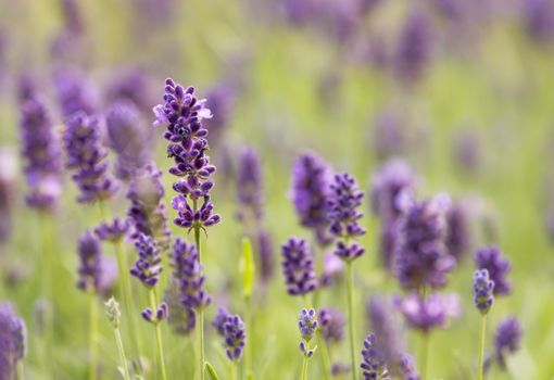Close up of lavender 