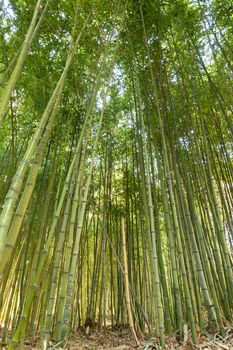 Close up of bamboo forest