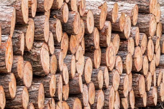 Big pile of wood in the forest