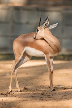 African antelope in a zoo 