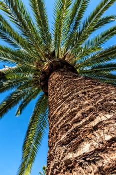 Palm tree from below photographed