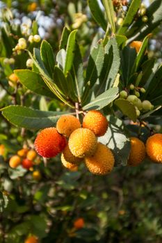 Strawberry tree o cane apple (Arbutus unedo) fruits