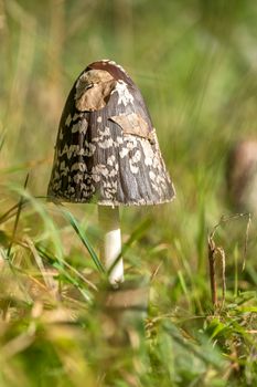 Shaggy ink cap (Coprinus comatus) mushroom in the grass
