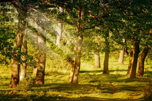 Green forest with oak trees 