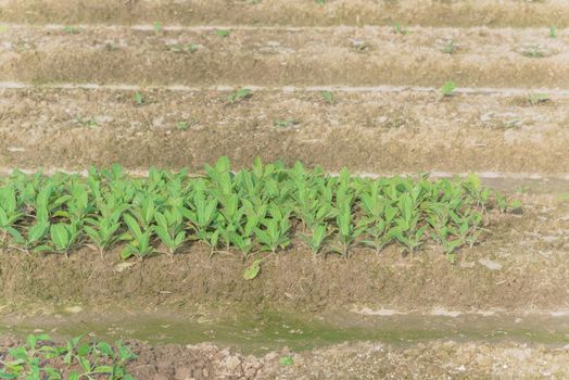 Top view hill with clay soil and young makhorka plant. Traditional way of growing Nicotiana rustica, Aztec tobacco plants, a rainforest plant in the family Solanaceae