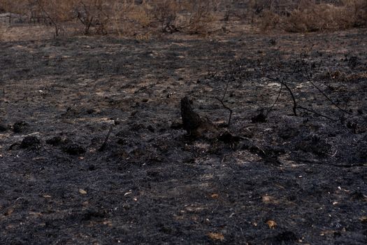 Forest after being burnt in thailand.