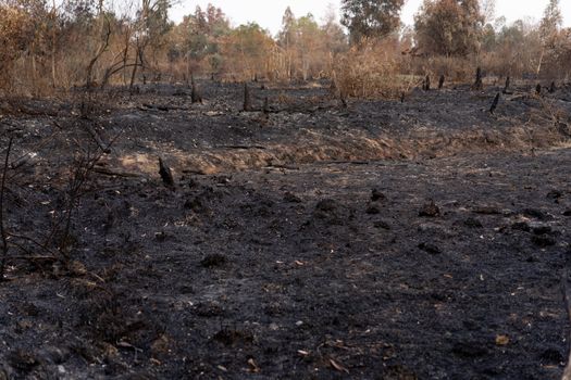 Picture after the fire