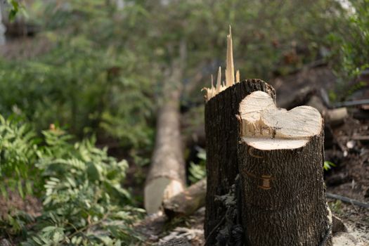 Trees that are destroyed by cutting down trees
