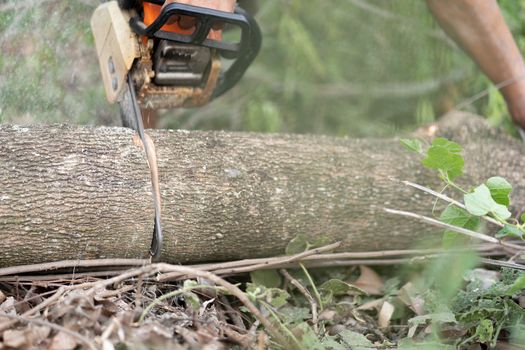 Cut down trees with an electric saw