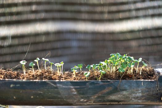 Seedlings of turnips and kale
