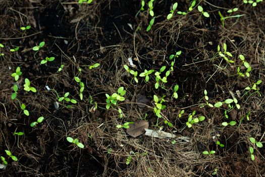 Top view of young plants seedlings in soil