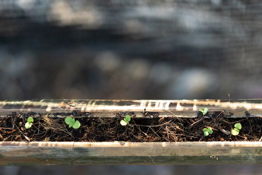 Germination of vegetable seeds in bamboo