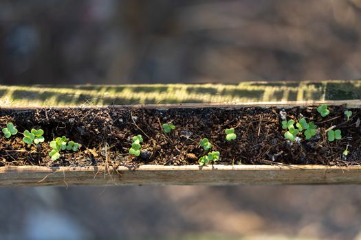 Grow vegetables in bamboo