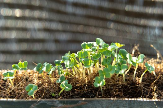 Newly grown seedlings in Bamboo pots.