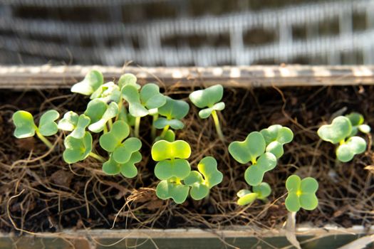 Newly planted seedlings