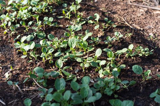 Kale began to grow.