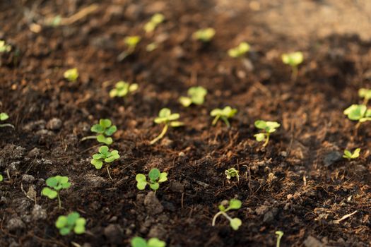 The seedlings of the vegetables in the plot,Kale seedlings in vegetable plots.