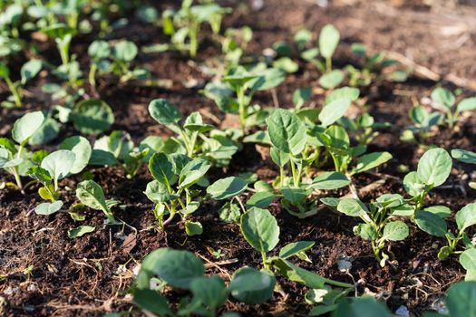 Growing kale