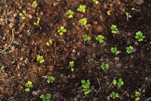 Lettuce seedlings