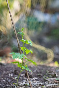 Growing bitter melon trees