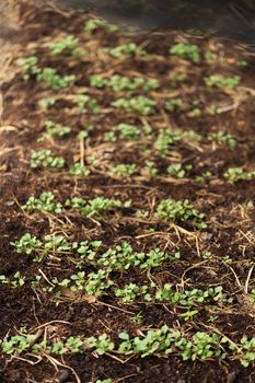 The seedlings of the vegetables in the plot,Kale seedlings in vegetable plots.