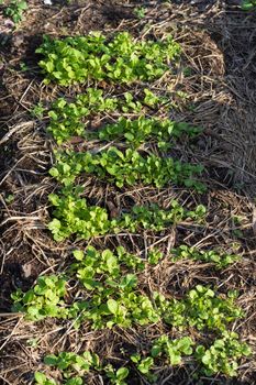 Planting turnips on the soil plot