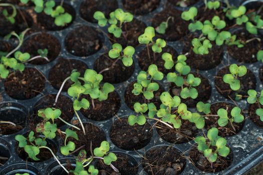 Cultivation of turnip seedlings