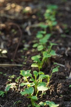 Growing radishes