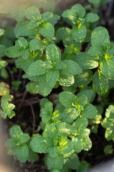 Green peppermint leaves.Mint leaf or peppermint plant grow at vegetable garden.