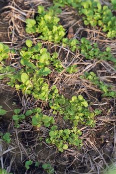 Cultivation of turnip seedlings