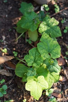 Growing zucchini