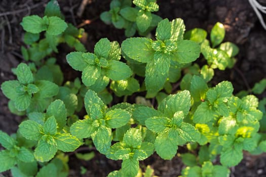 Green peppermint leaves.Mint leaf or peppermint plant grow at vegetable garden.