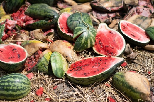 Rotten and broken watermelons.A pile of rubbish full of watermelons