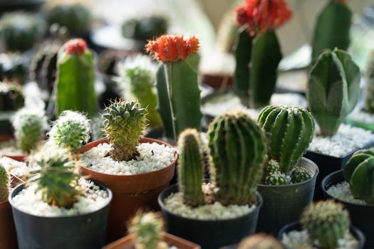 A close up of a small green spherical cactus
