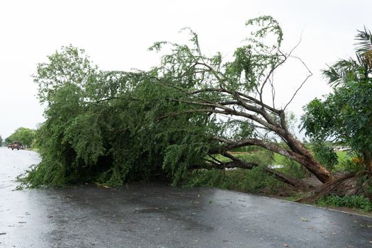 The trees that fell down the road