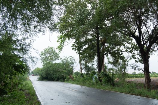 Broken trees fell down the road, obstructing traffic