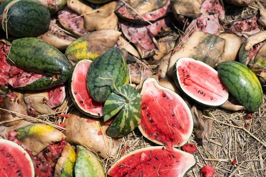Rotten and broken watermelon